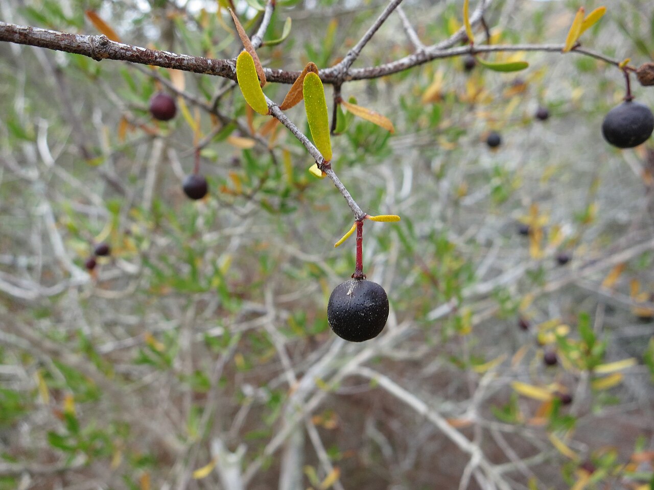 Bush rue: Bushrue