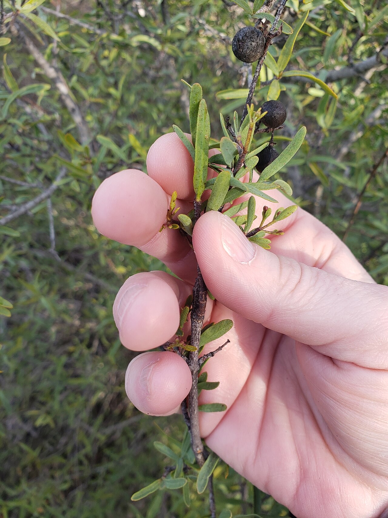 Bush rue: Bushrue