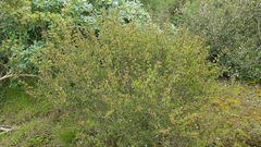 Bush rue (Cneoridium dumosum)