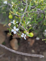 Bush rue (Cneoridium dumosum)
