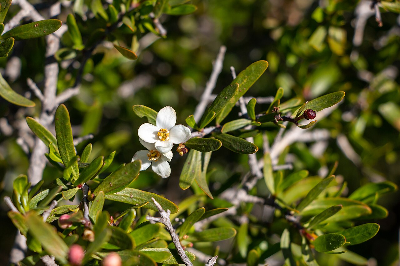 Bush rue: C. dumosum flower with two coleopteras