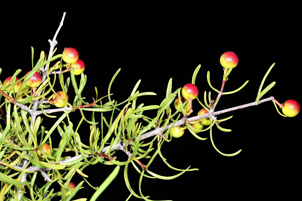 Bush rue: Bushrue