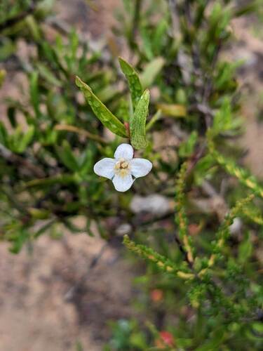 Bush rue (Cneoridium dumosum)