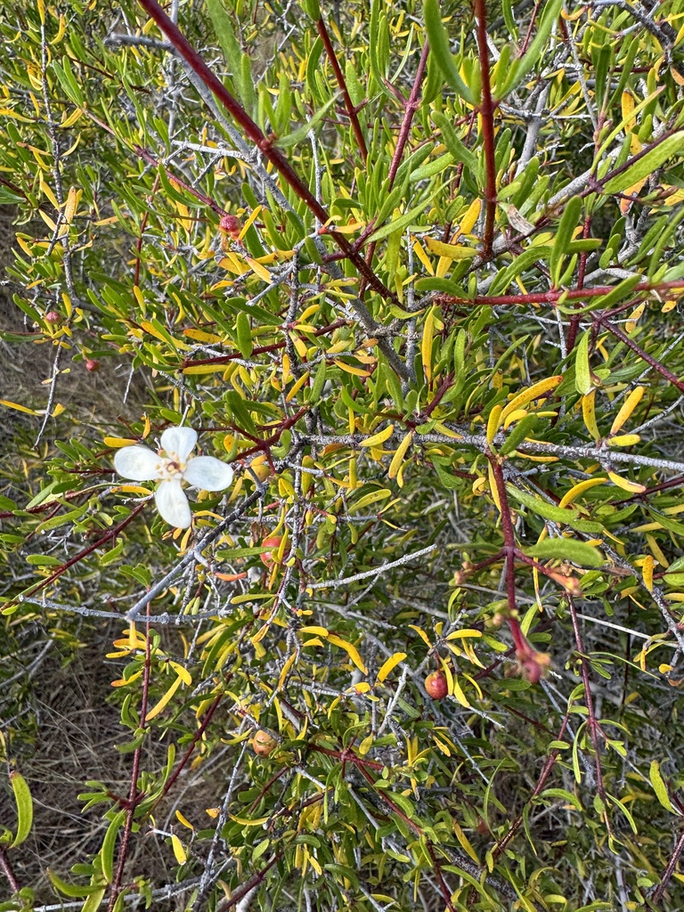 Bush rue (Cneoridium dumosum)
