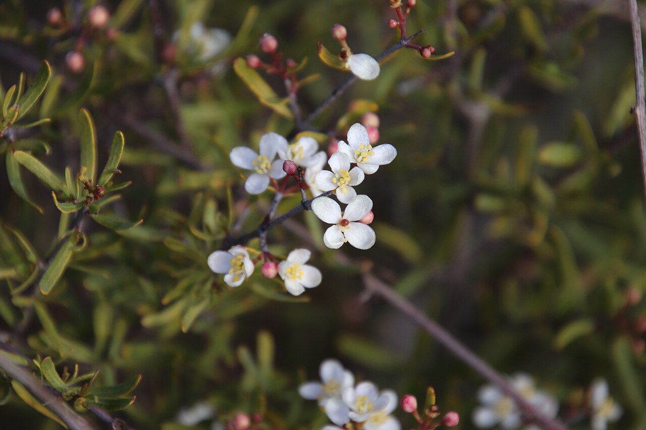 Bush rue: Bushrue