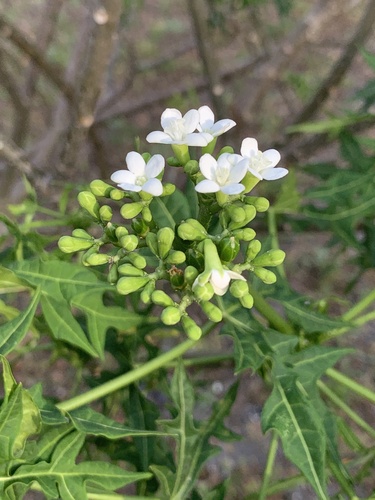 Treadsoftly (Cnidoscolus aconitifolius)