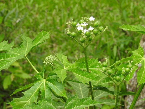 Treadsoftly (Cnidoscolus aconitifolius)