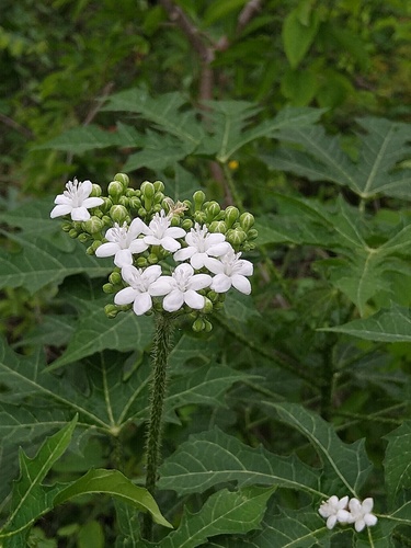 Treadsoftly (Cnidoscolus aconitifolius)