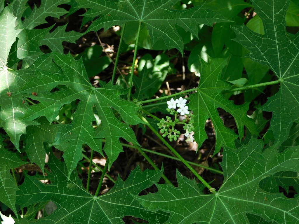 Treadsoftly (Cnidoscolus aconitifolius)