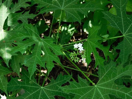 Treadsoftly (Cnidoscolus aconitifolius)