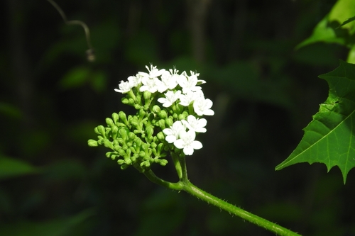 Treadsoftly (Cnidoscolus aconitifolius)