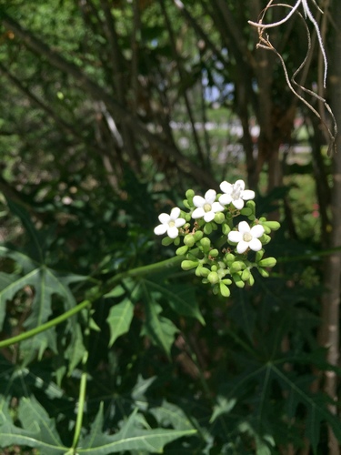 Treadsoftly (Cnidoscolus aconitifolius)