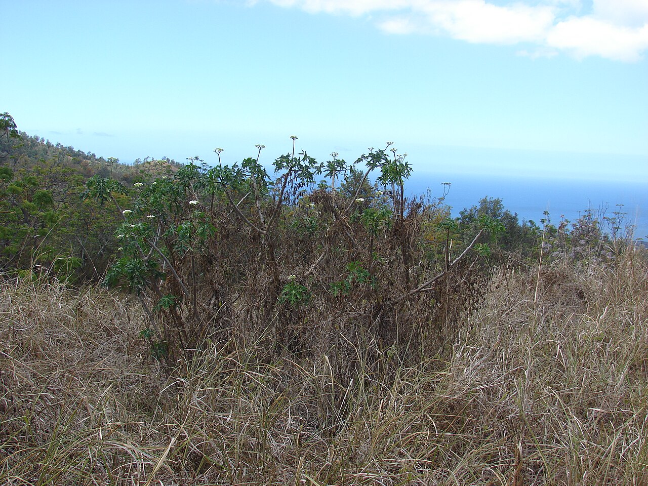 Treadsoftly: Cnidoscolus aconitifolius (Spinach tree, chaya) Flowering habit at Ulupalakua, Maui, Hawaii. June 01, 2009 #090601-8711 Image Use Policy Also known as Jatropha