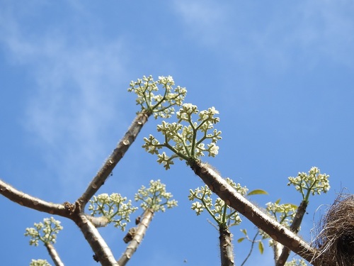 Treadsoftly (Cnidoscolus aconitifolius)