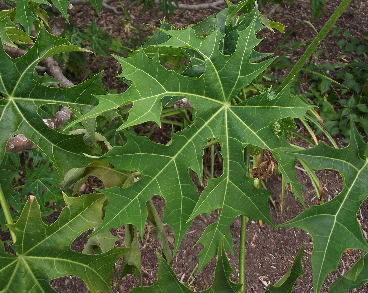 Treadsoftly: Cnidoscolus aconitifolius at San Diego Botanic Garden, Encinitas, California, USA