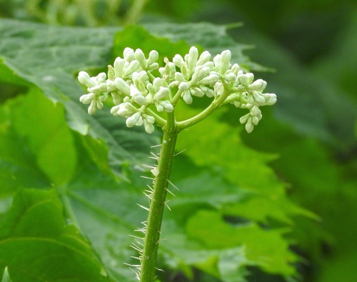 Treadsoftly (Cnidoscolus aconitifolius)