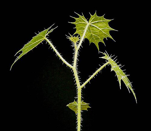 Mala mujer: Cnidoscolus angustidens
