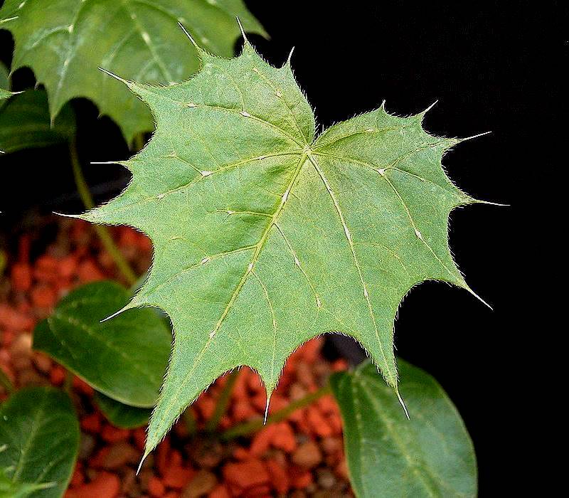 Mala mujer: Cnidoscolus angustidens