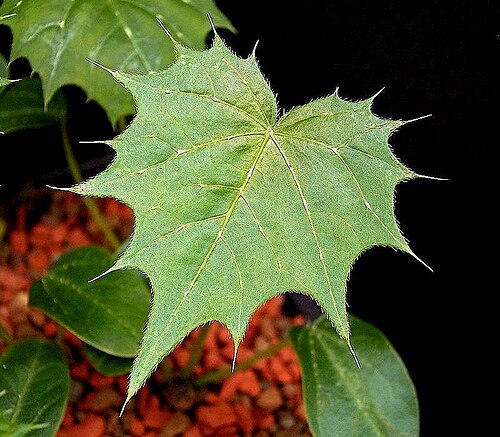 Mala mujer: Cnidoscolus angustidens