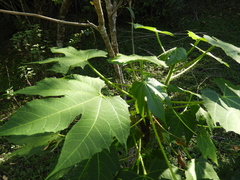 Cnidoscolus multilobus (Cnidoscolus multilobus)