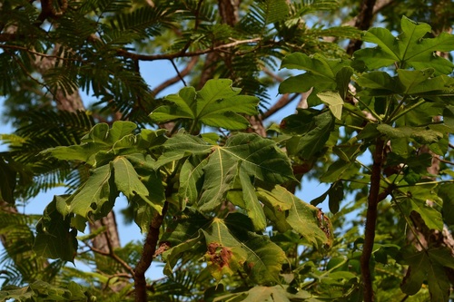Cnidoscolus multilobus (Cnidoscolus multilobus)