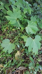 Cnidoscolus multilobus (Cnidoscolus multilobus)