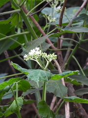 Cnidoscolus multilobus (Cnidoscolus multilobus)