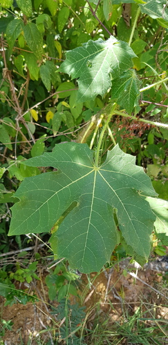 Cnidoscolus multilobus (Cnidoscolus multilobus)