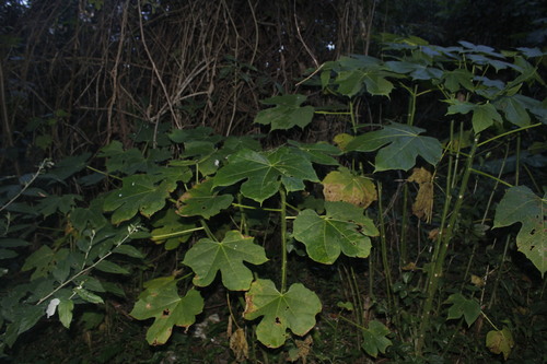 Cnidoscolus multilobus (Cnidoscolus multilobus)