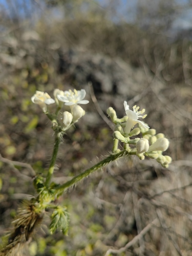 Cnidoscolus multilobus (Cnidoscolus multilobus)