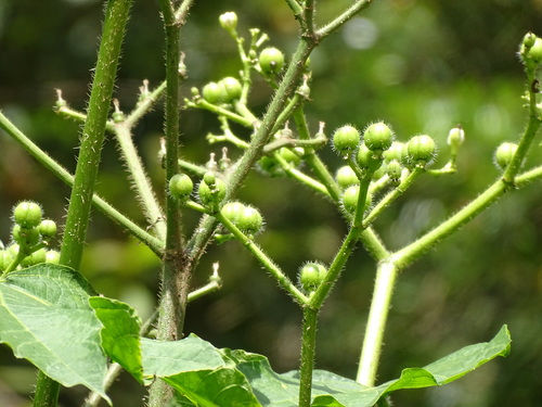 Cnidoscolus multilobus (Cnidoscolus multilobus)