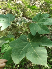 Cnidoscolus multilobus (Cnidoscolus multilobus)