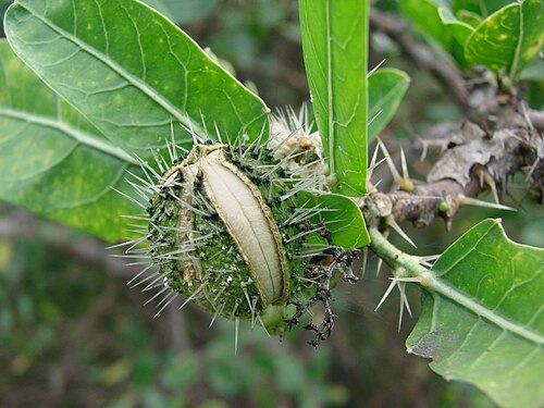 Cnidoscolus quercifolius: seed of Cnidoscolus phyllacanthus - EUPHORBIACEAE - BR 242 - Cristópolis - Bahia - Brasil.