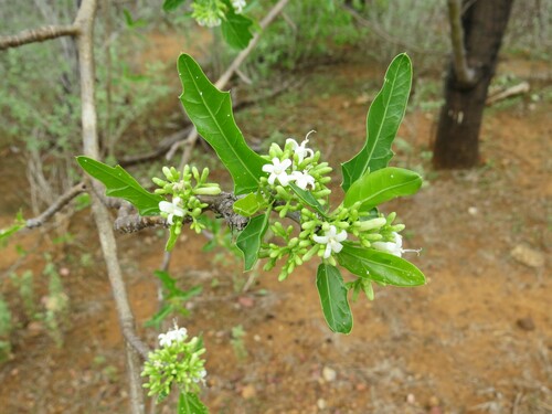 Cnidoscolus quercifolius (Cnidoscolus quercifolius)