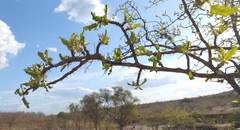 Cnidoscolus quercifolius (Cnidoscolus quercifolius)