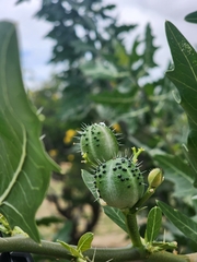 Cnidoscolus quercifolius (Cnidoscolus quercifolius)