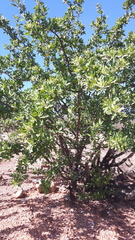Cnidoscolus quercifolius (Cnidoscolus quercifolius)