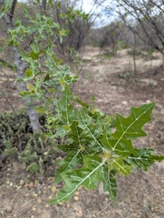 Cnidoscolus quercifolius (Cnidoscolus quercifolius)