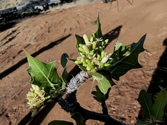Cnidoscolus quercifolius (Cnidoscolus quercifolius)