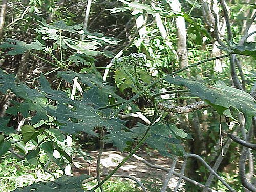 Cnidoscolus souzae: Species : Cnidoscolous souzae Family : Euphorbiaceae Image No. 3