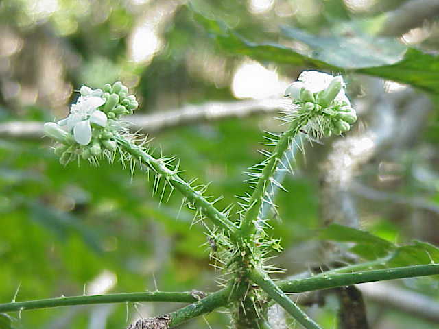 Cnidoscolus souzae: Species : Cnidoscolous souzae Family : Euphorbiaceae Image No. 4