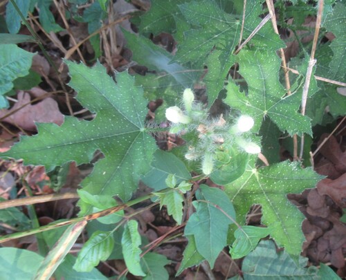 Texas bullnettle (Cnidoscolus texanus)