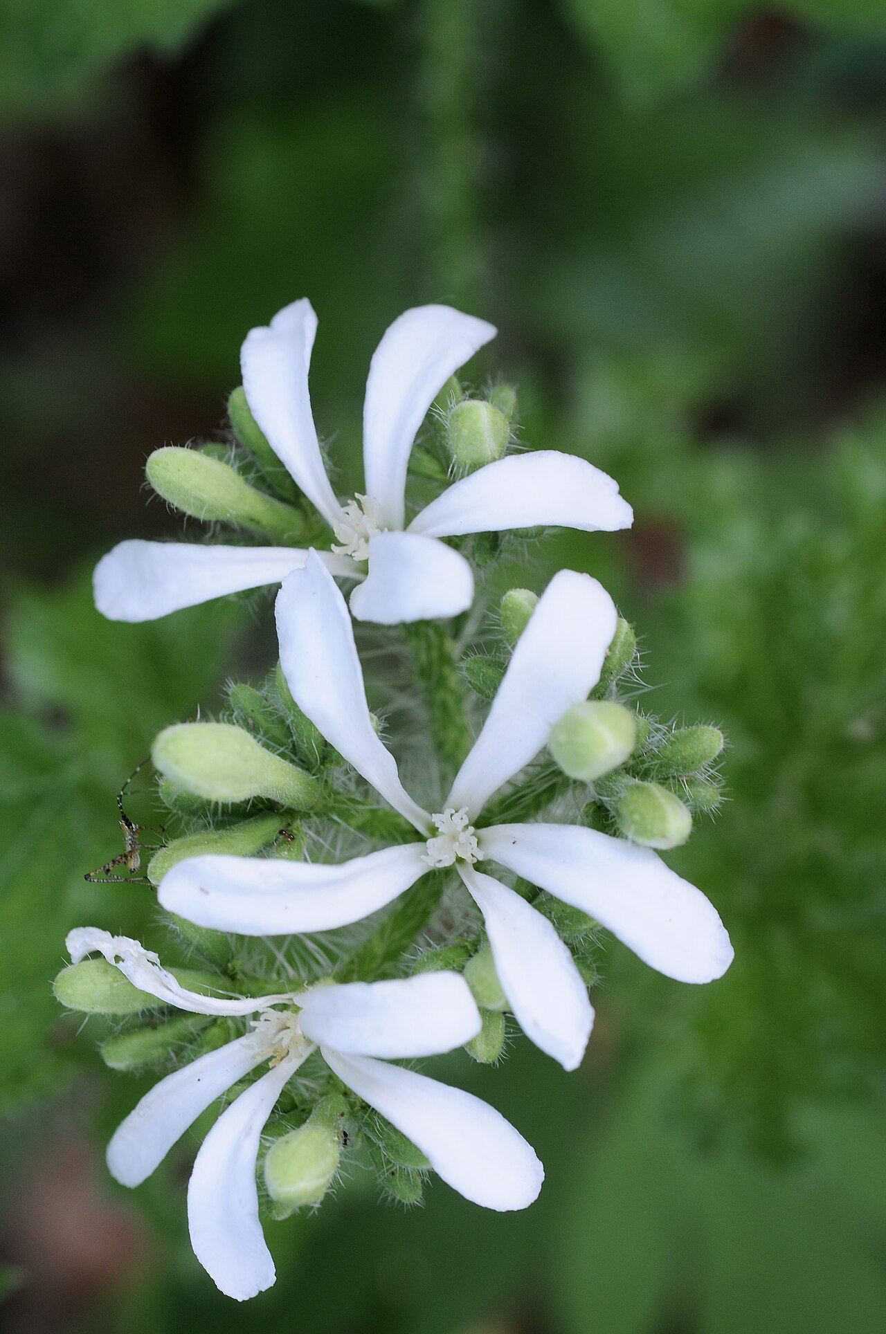 Texas bullnettle: Texas bullnettle, Oliver Nature Park, Mansfield, Tarrant County, May 2018