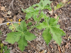 Texas bullnettle (Cnidoscolus texanus)