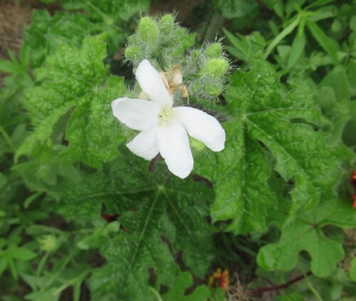 Texas bullnettle (Cnidoscolus texanus)