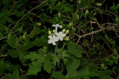Texas bullnettle (Cnidoscolus texanus)