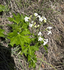 Texas bullnettle (Cnidoscolus texanus)