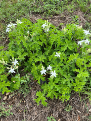 Texas bullnettle (Cnidoscolus texanus)