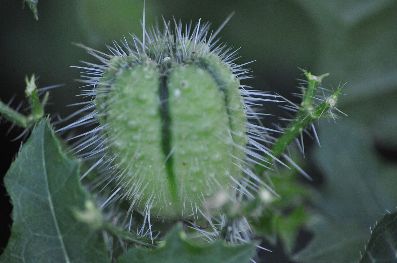 Texas bullnettle: Cnidoscolus texanus .