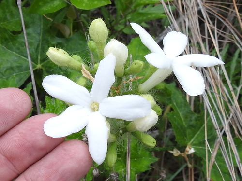 Texas bullnettle (Cnidoscolus texanus)